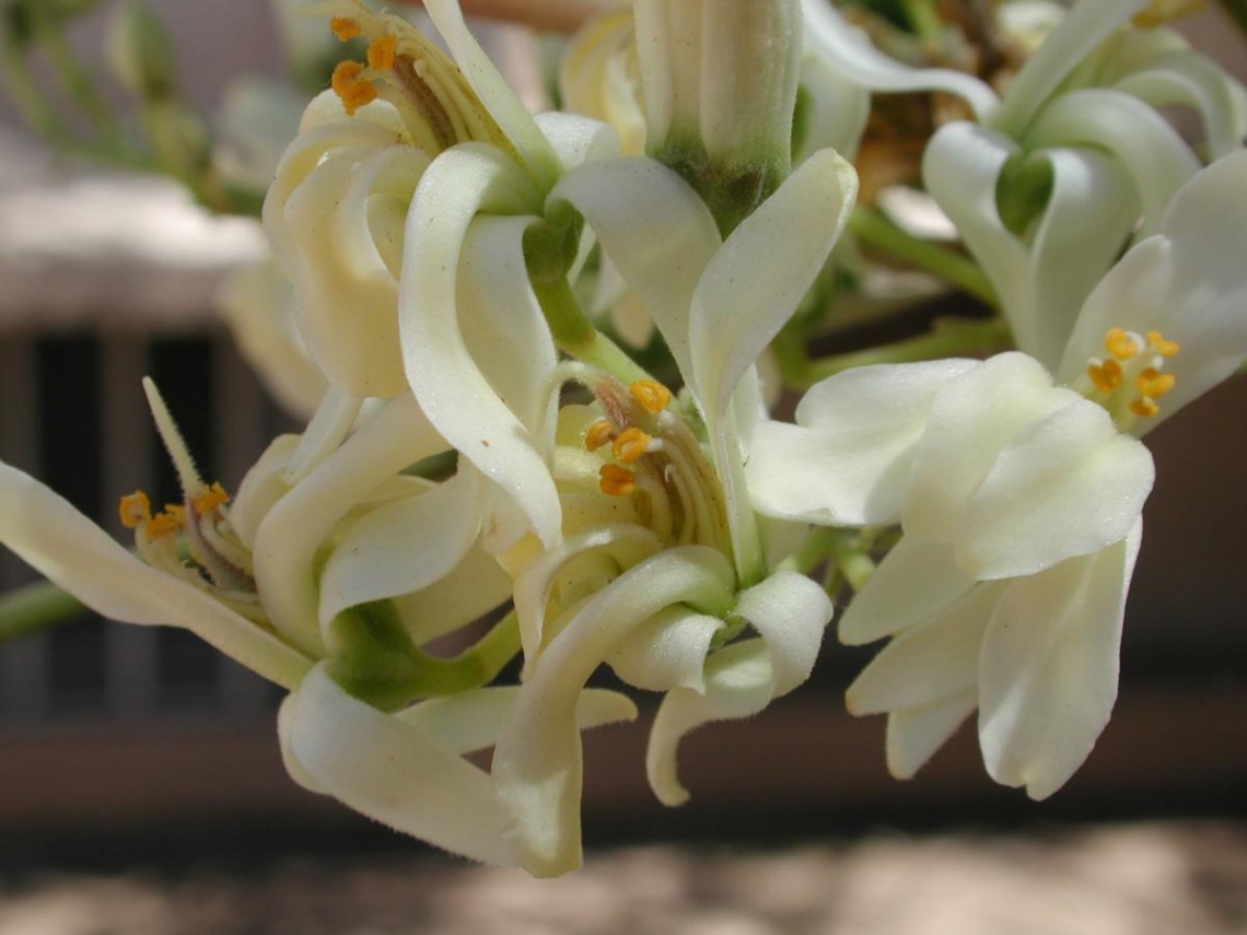 Medicinal Plants